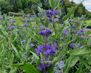 Caryopteris × clandonensis ‘Dark Knight’