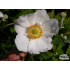 Anemone hupehensis ‘Honorine Jobert’