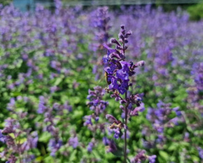 Nepeta racemosa ‘Walker's Low’