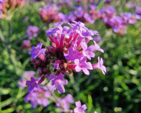 Verbena bonariensis