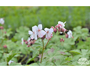 Geranium macrorrhizum ‘Spessart’