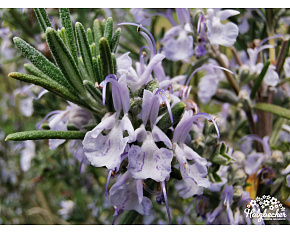 Rosmarinus officinalis ‘Blue Winter’