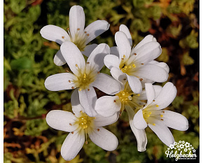 Saxifraga trifurcata