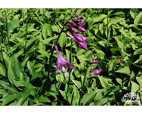 Hosta ‘Gaijin’