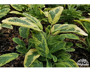 Salvia officinalis ‘Icterina’
