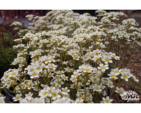 Saxifraga paniculata ‘Minutifolia’