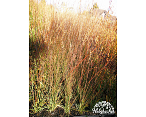 Molinia caerulea ‘Edith Dudszus’