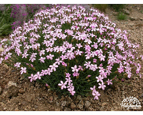 Dianthus webbianus