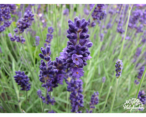 Lavandula angustifolia ‘Hidcote Blue’