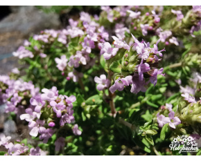 Thymus vulgaris ‘Compactus’