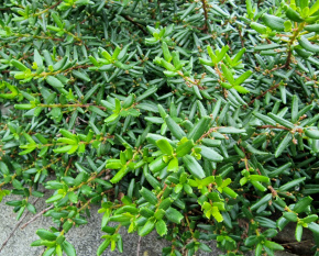 Paxystima canbyi