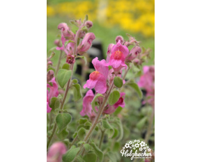 Antirrhinum hispanicum ‘Roseum’