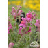 Antirrhinum hispanicum ‘Roseum’