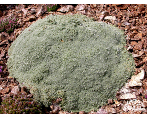 Arenaria lithops