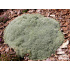 Arenaria lithops