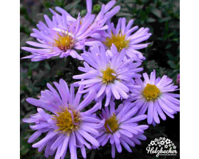 Aster dumosus ‘Paleček’