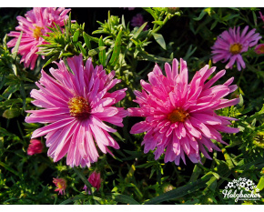 Aster novi-belgii ‘Peter Harrison’