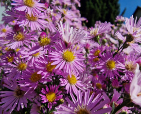 Aster ‘Pink Star’