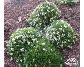 Astragalus angustifolius