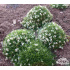 Astragalus angustifolius