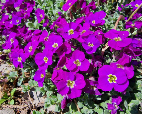 Aubrieta ‘Audrey Deep Purple’