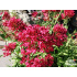 Centranthus ruber ‘Coccineus’