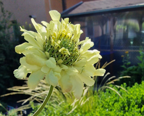 Cephalaria gigantea