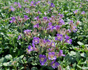 Chaenorrhinum origanifolium
