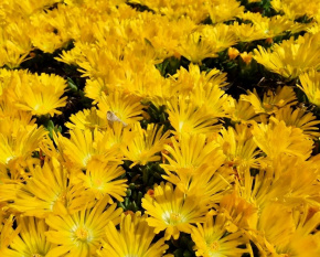 Delosperma basuticum ‘Thabana’