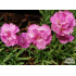 Dianthus gratianopolitanus ‘Pink Jewel’