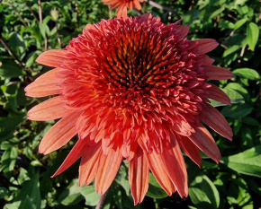 Echinacea ‘Raspberry Truffle’