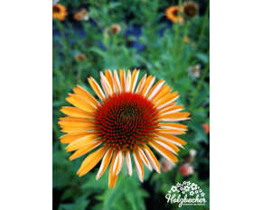 Echinacea ‘Supreme Cantaloupe’
