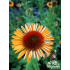 Echinacea ‘Supreme Cantaloupe’