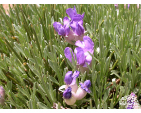Erinacea pungens