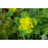 Euphorbia polychroma