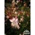 Gaura lindheimeri ‘Rosy Jane’