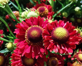 Helenium autumnale ‘Poncho’