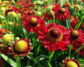Helenium autumnale ‘Ranchera’