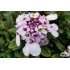 Iberis sempervirens ‘Pink Ice’