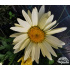 Leucanthemum maximum ‘Broadway Lights’