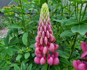 Lupinus polyphyllus ‘Gallery Pink’