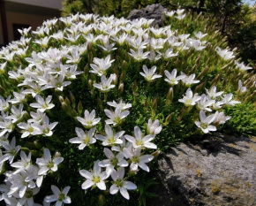 Minuartia stellata
