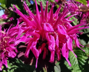 Monarda ‘Bee-Free’
