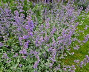 Nepeta racemosa ‘Six Hills Giant’
