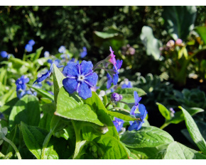 Omphalodes verna