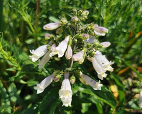 Penstemon hirsutus v. pygmaeus ‘Albus’