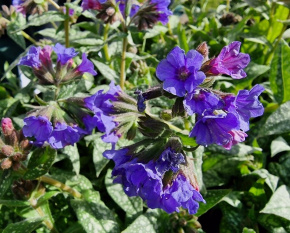 Pulmonaria ‘Trevi Fountain’