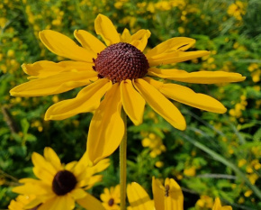 Rudbeckia subtomentosa