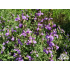 Salvia lavandulifolia