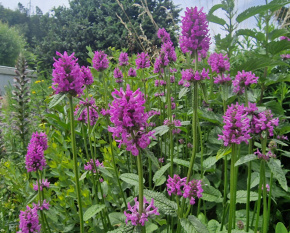 Stachys monnieri ‘Hummelo’